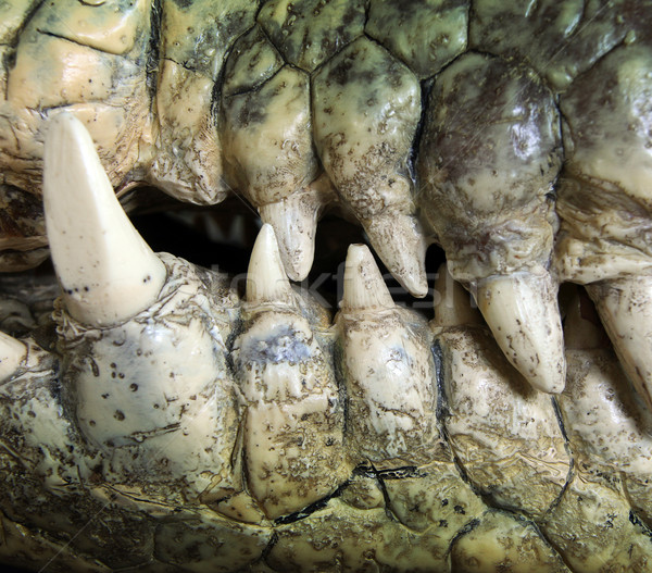 Krokodil tand groot tanden wildernis Stockfoto © Hasenonkel