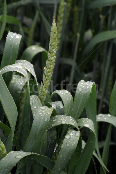 Scena rolniczy gospodarstwa trawy liści Zdjęcia stock © Hasenonkel