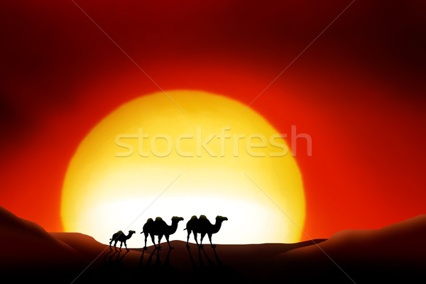 Sahara deserto animali tramonto panorama estate Foto d'archivio © Hasenonkel