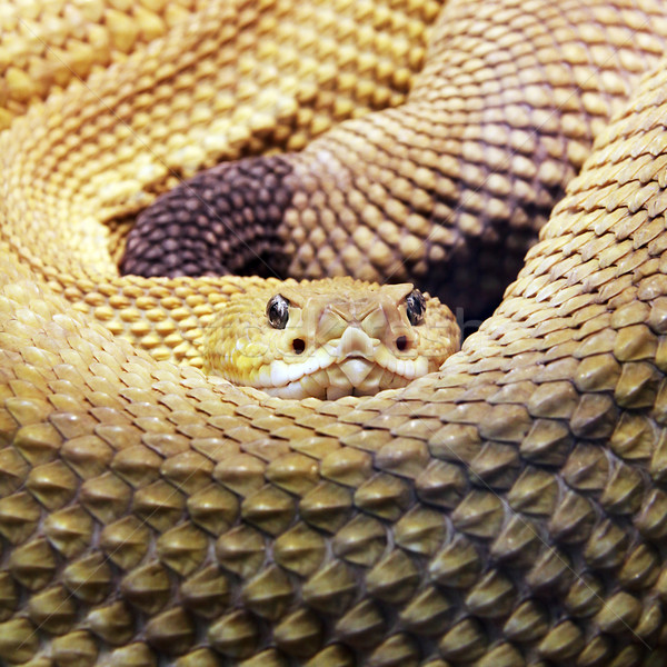 Schlange groß leben Wildnis Textur Auge Stock foto © Hasenonkel