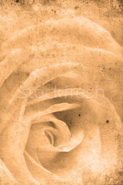 Retro steeg kijken mooie witte textuur Stockfoto © Hasenonkel