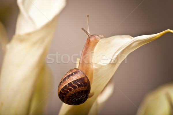 snail on flower Stock photo © hayaship