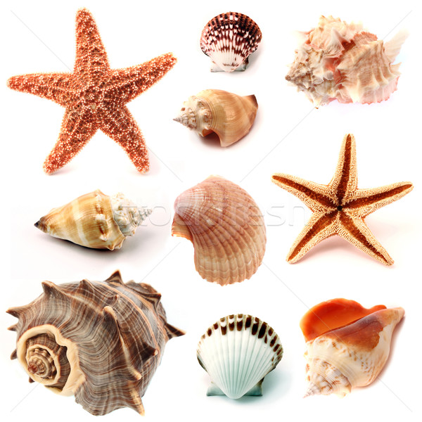 Starfish isolé couronne [[stock_photo]] © hayaship