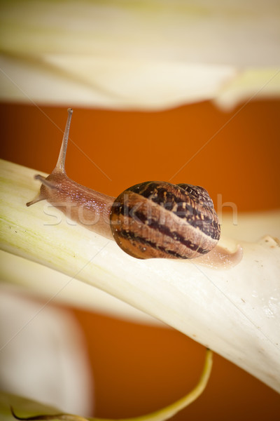 Stock photo: snail on plant