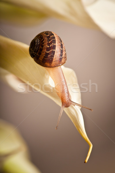 garden snail close up Stock photo © hayaship