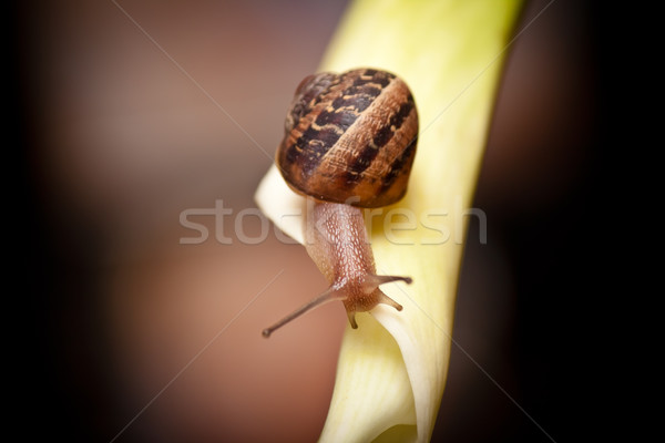 snail crawling on white flower Stock photo © hayaship