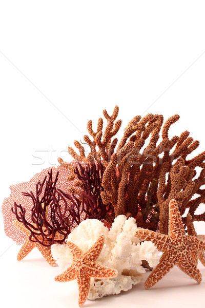 coral and starfish Stock photo © hayaship