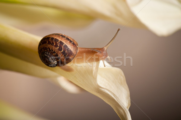 snail in the garden Stock photo © hayaship