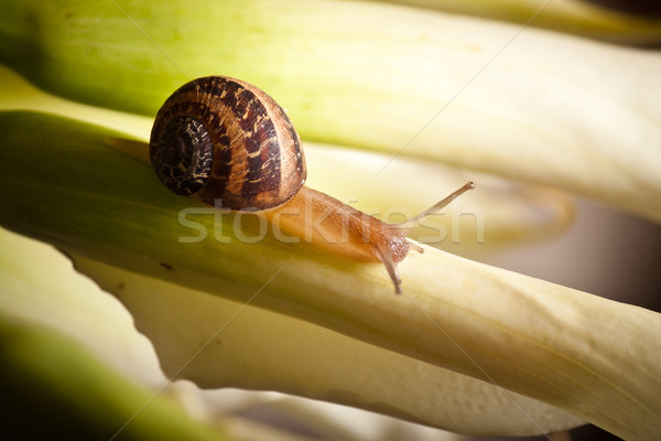 garden snail crawling Stock photo © hayaship