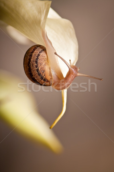 snail closeup Stock photo © hayaship
