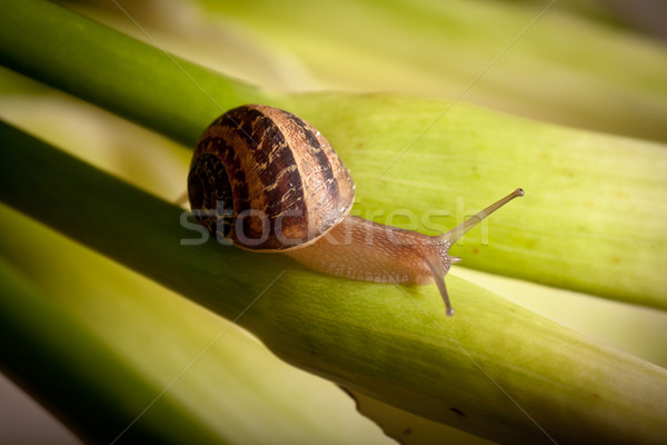 snail on green stem Stock photo © hayaship