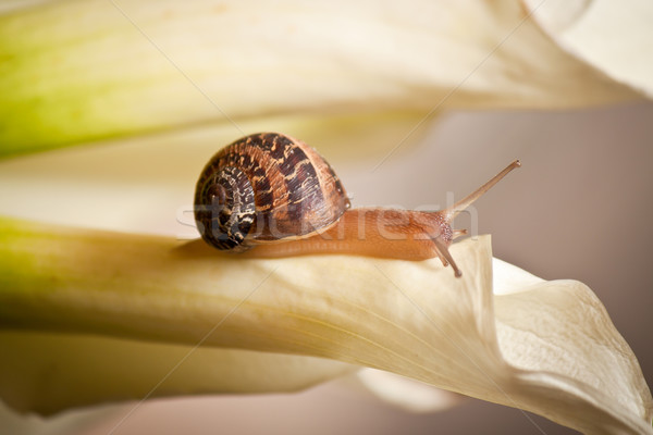 garden snail Stock photo © hayaship