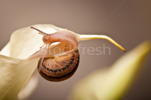 Kert csiga közelkép kúszás növény természet Stock fotó © hayaship
