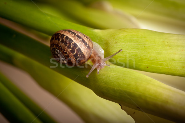Stock photo: garden snail on green