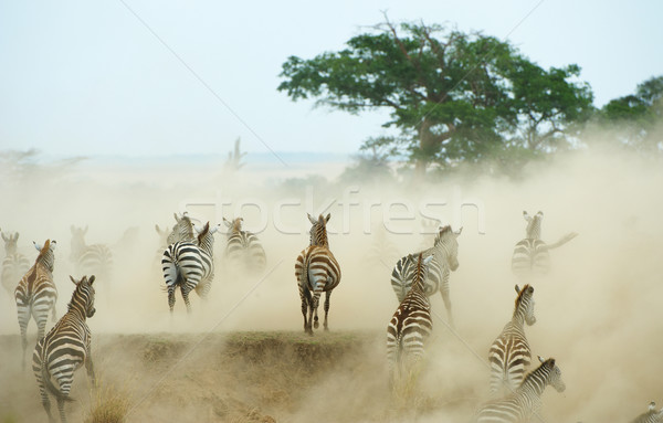 Kudde zebra's afrikaanse lopen stof natuur Stockfoto © hedrus