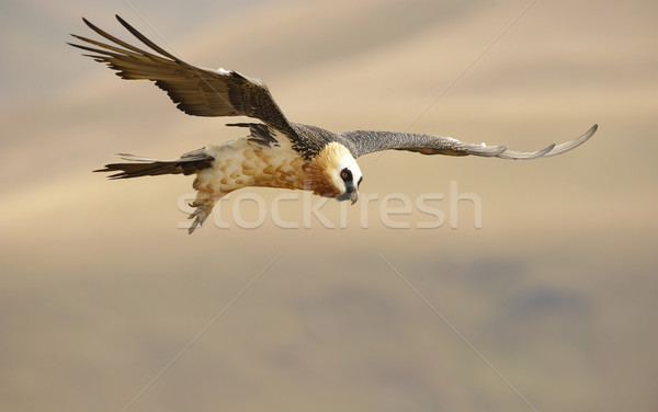 Lammergeyer or Bearded Vulture Stock photo © hedrus