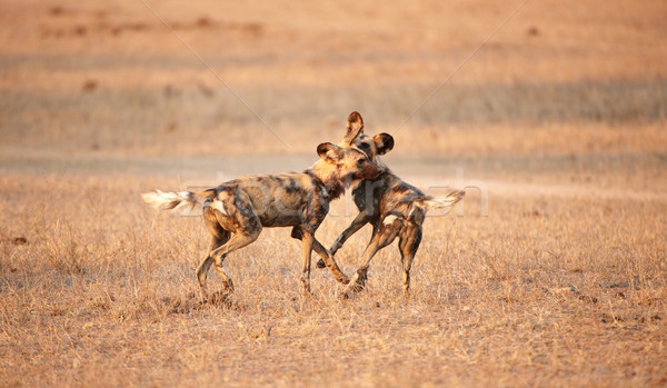 Afrikai vad kutyák kettő rendkívül veszélyeztetett fajok Stock fotó © hedrus