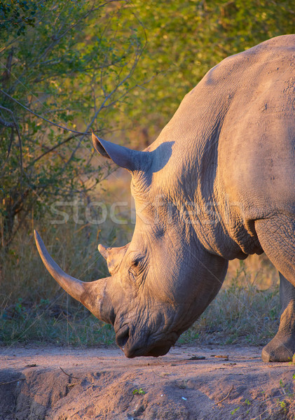 Large white rhinoceros Stock photo © hedrus