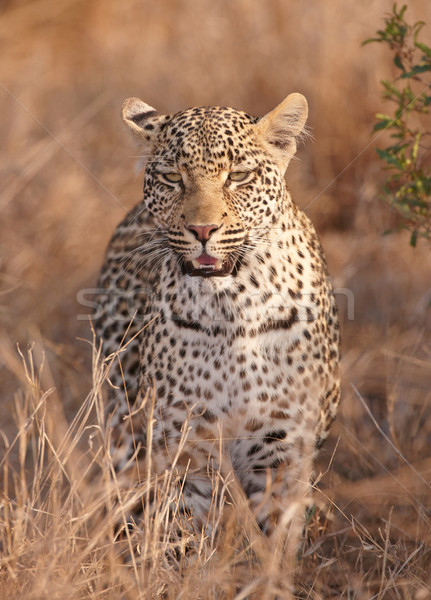 Leopard Постоянный саванна природы резерв ЮАР Сток-фото © hedrus