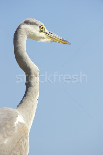 серый цапля птица Blue Sky природы резерв Сток-фото © hedrus
