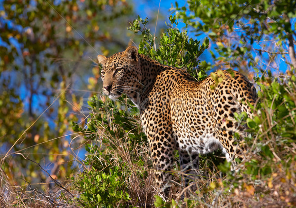 Leopard standing in savannah Stock photo © hedrus