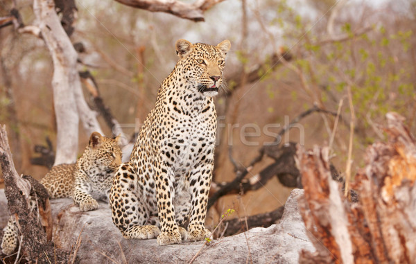 Two Leopards resting on the tree Stock photo © hedrus