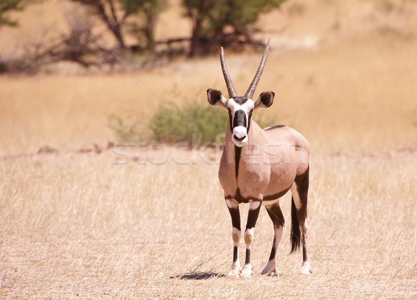 Single Gemsbok (Oryx Gazella)  Stock photo © hedrus