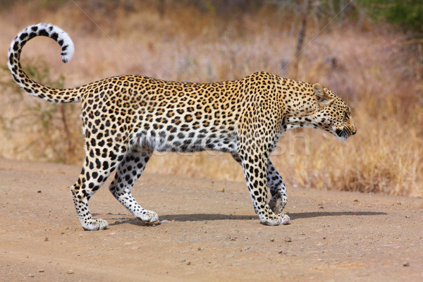 Leopard walking on the road Stock photo © hedrus