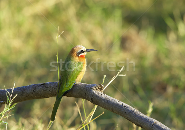 White-fronted Bee-eater Stock photo © hedrus