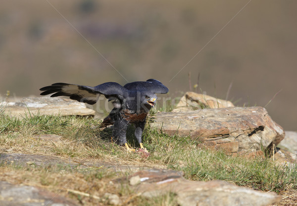 Poiana piedi rocce Sudafrica guardando aggressivo Foto d'archivio © hedrus