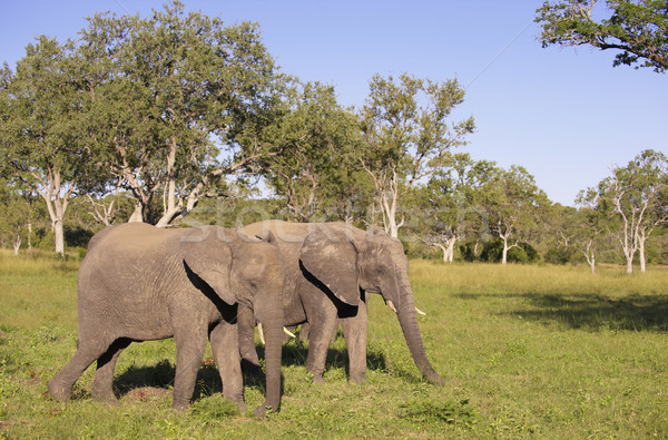 Two large elephants Stock photo © hedrus