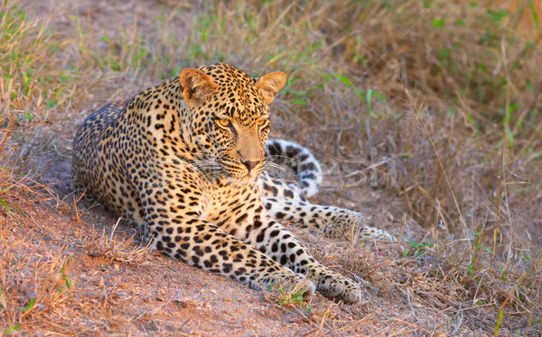 Leopard resting in savannah Stock photo © hedrus