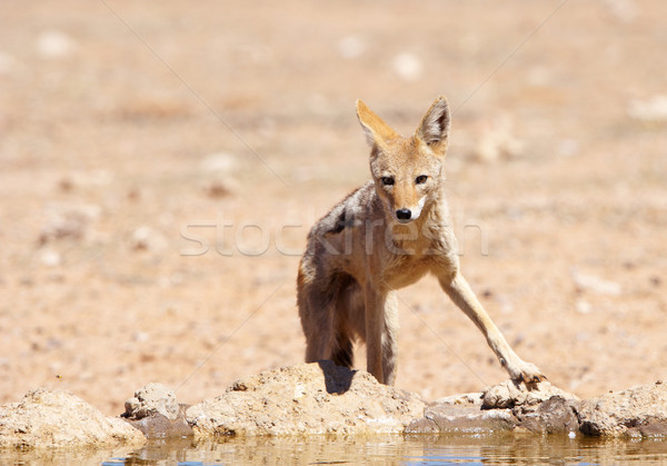 Trinkwasser Südafrika Gras Afrika Tier stehen Stock foto © hedrus