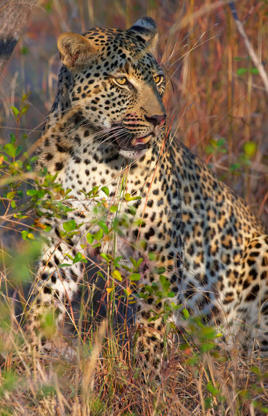 Leopard resting in savannah Stock photo © hedrus
