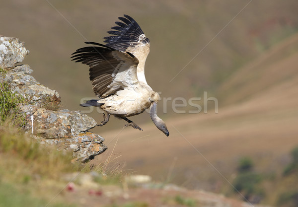 The Cape Griffon or Cape Vulture Stock photo © hedrus