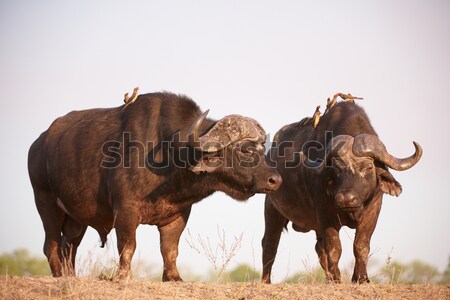 Buffalos (Syncerus caffer) in the wild Stock photo © hedrus