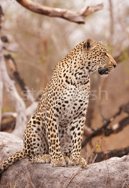 Leopard sitting on the tree Stock photo © hedrus