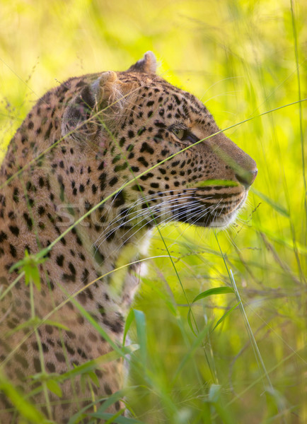 Leopard саванна природы резерв ЮАР Сток-фото © hedrus