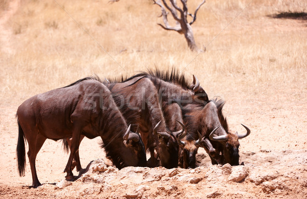 Herd of Blue wildebeest (Connochaetes taurinus) Stock photo © hedrus