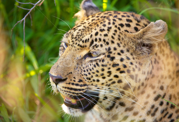 Leopard sitting in the grass Stock photo © hedrus