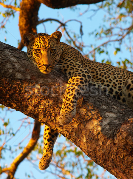 Leopard дерево природы резерв ЮАР Сток-фото © hedrus