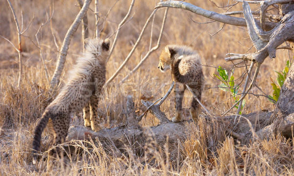 гепард играет саванна ЮАР природы рот Сток-фото © hedrus