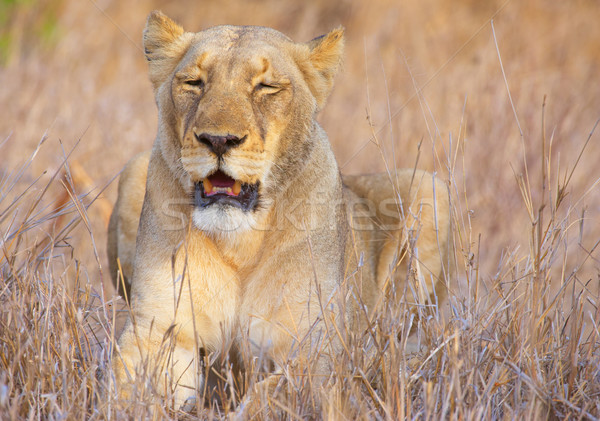 саванна ЮАР трава природы рот лев Сток-фото © hedrus