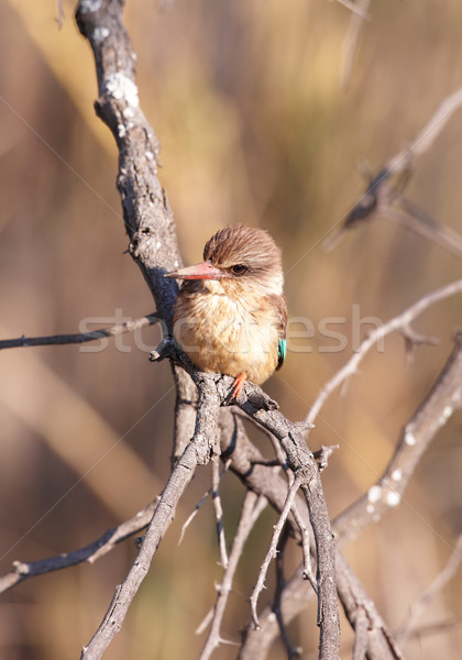 Pescarus şedinţei ramură Africa de Sud natură pasăre Imagine de stoc © hedrus