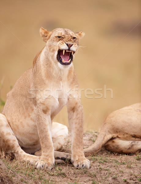 саванна ЮАР природы рот лев Сток-фото © hedrus