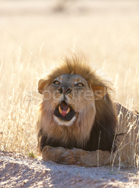 лев саванна ЮАР природы зубов только Сток-фото © hedrus