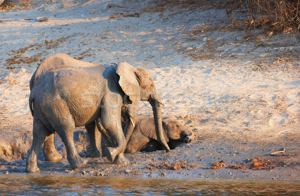 Mare turma african elefantii râu Botswana Imagine de stoc © hedrus