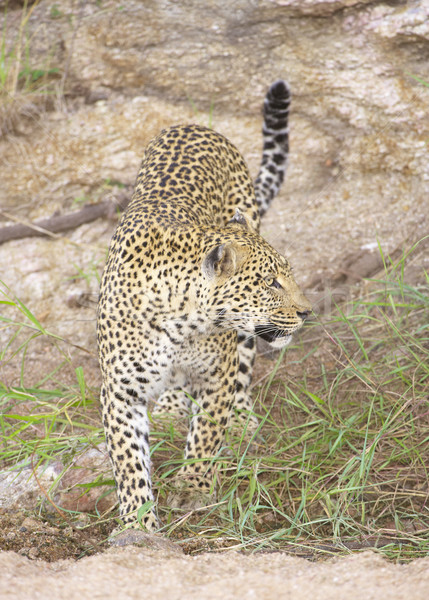 Stock fotó: Leopárd · természet · tartalék · sétál · Dél-Afrika · fa