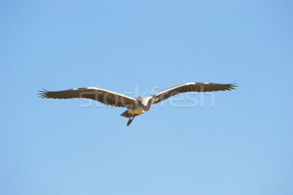 Grey Heron bird Stock photo © hedrus