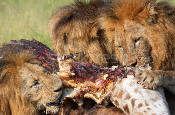 Three Lions (panthera leo) in savannah Stock photo © hedrus